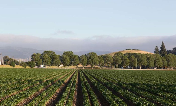 Paso Robles Countryside