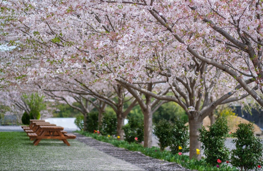 Cherry blossoms in Salem, Oregon