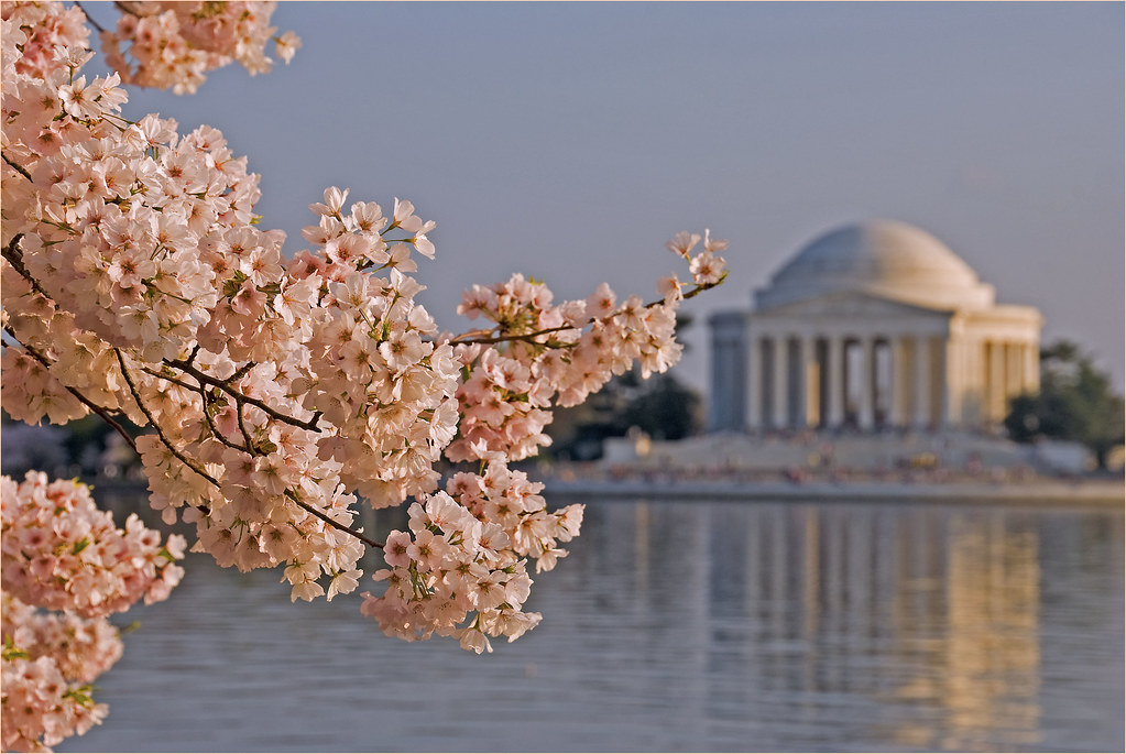 Washington D.C. cherry blossoms