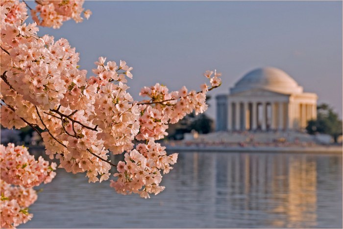 Washington D.C. cherry blossoms