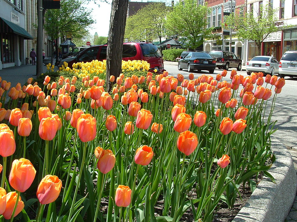 Holland Michigan tulips