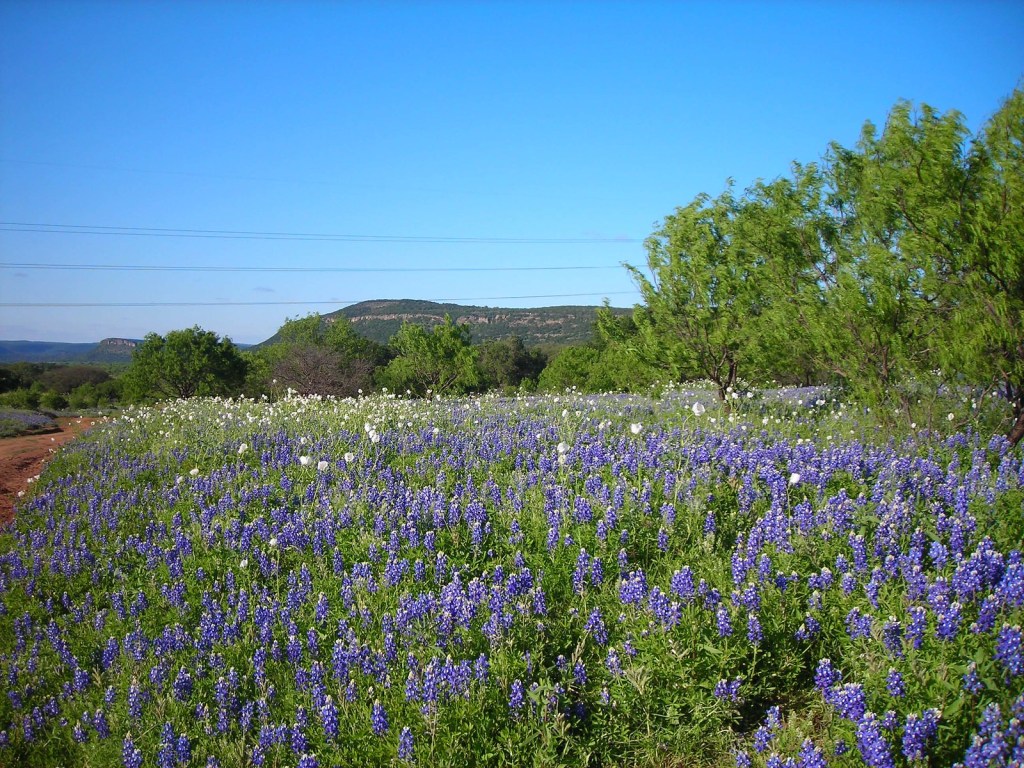 Texas Hill Country wildflowers