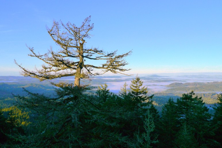 View from Spencer Butte in Eugene, Oregon