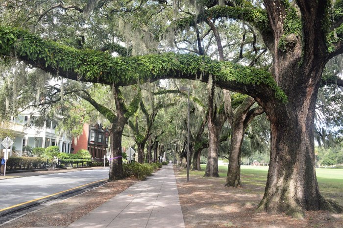 Live Oaks in Forsyth Park: Savannah Georgia