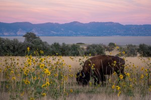 Buffalo on Antelope Island