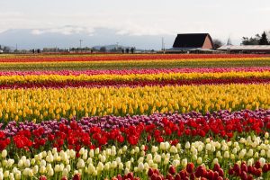 Tulips in Skagit Valley, Washington